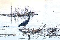2021 03-24 Skagit State Wildlife Refuge-17