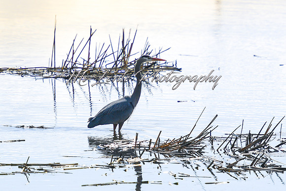 2021 03-24 Skagit State Wildlife Refuge-17