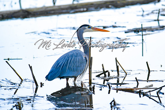 2021 03-24 Skagit State Wildlife Refuge-03