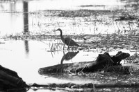 2021 03-24 Skagit State Wildlife Refuge-07