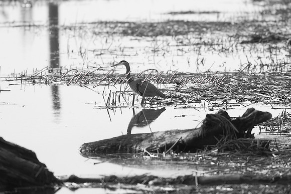 2021 03-24 Skagit State Wildlife Refuge-07