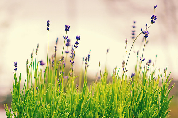 Our Legacy Fields Planting Event 05.01.2021-001