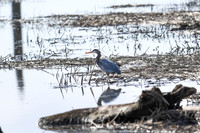 2021 03-24 Skagit State Wildlife Refuge-05