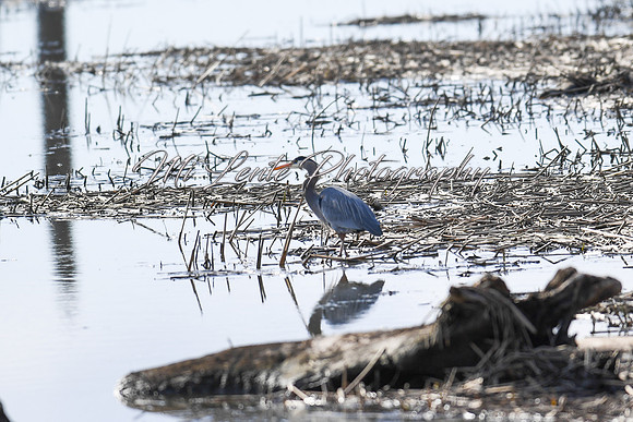 2021 03-24 Skagit State Wildlife Refuge-05