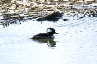 2021 03-24 Skagit State Wildlife Refuge-06