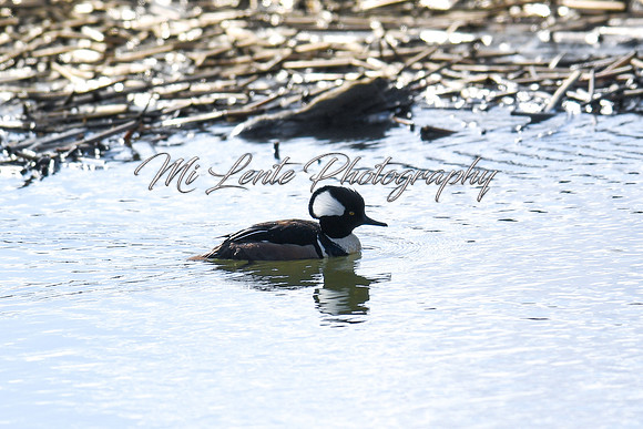 2021 03-24 Skagit State Wildlife Refuge-06