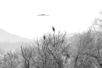 2021 03-24 Skagit State Wildlife Refuge-13