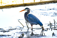 2021 03-24 Skagit State Wildlife Refuge-02