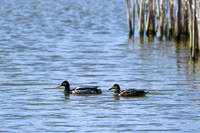 2021 03-24 Skagit State Wildlife Refuge-08