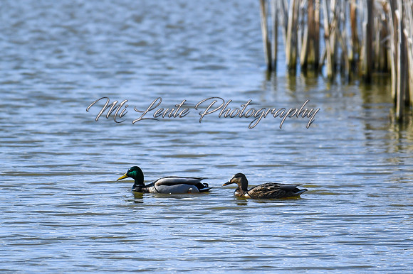 2021 03-24 Skagit State Wildlife Refuge-08