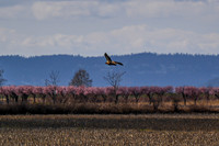 2021 03-24 Skagit State Wildlife Refuge-15