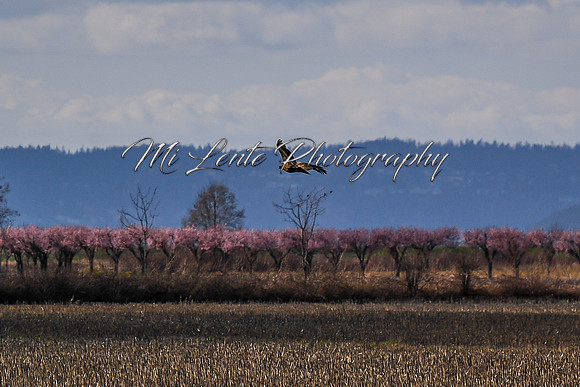 2021 03-24 Skagit State Wildlife Refuge-15