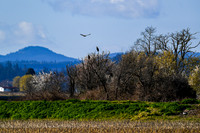 2021 03-24 Skagit State Wildlife Refuge-14