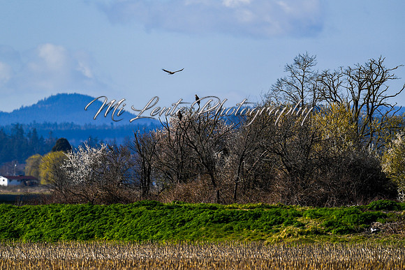 2021 03-24 Skagit State Wildlife Refuge-14