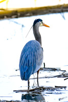 2021 03-24 Skagit State Wildlife Refuge-20