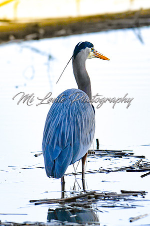 2021 03-24 Skagit State Wildlife Refuge-20