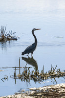 2021 03-24 Skagit State Wildlife Refuge-16