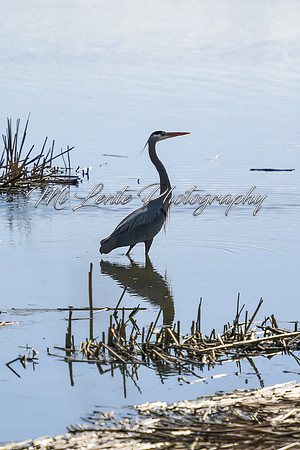 2021 03-24 Skagit State Wildlife Refuge-16