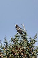 2021 03-24 Skagit State Wildlife Refuge-09