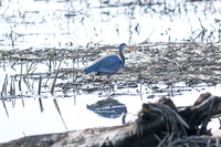 2021 03-24 Skagit State Wildlife Refuge-04
