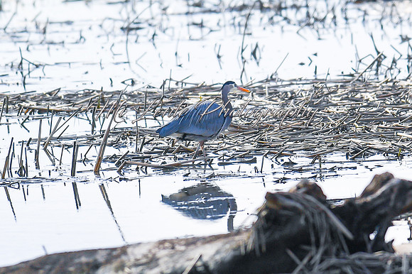2021 03-24 Skagit State Wildlife Refuge-04