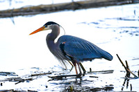 2021 03-24 Skagit State Wildlife Refuge-01