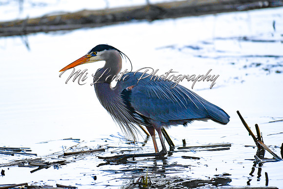 2021 03-24 Skagit State Wildlife Refuge-01