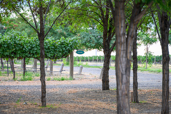 WA Wine Country 2024-09