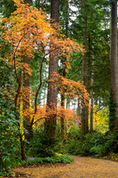 Botanical Gardens, Federal Way, Washington 10.2021