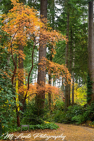 Botanical Gardens, Federal Way, Washington 10.2021