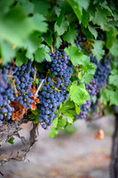 WA Wine Country 2024-05