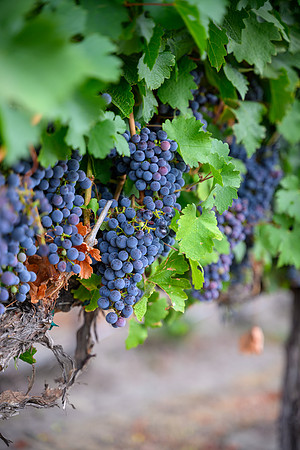 WA Wine Country 2024-05