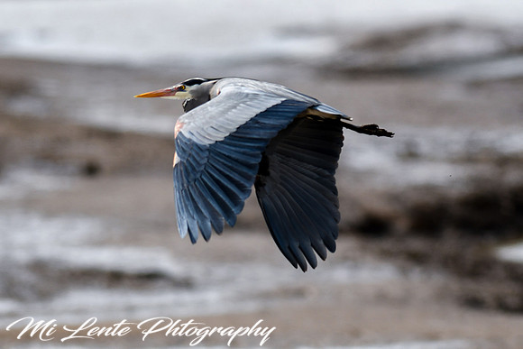 Blue Heron in Flight at Nisqually