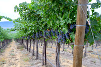 WA Wine Country 2024-07