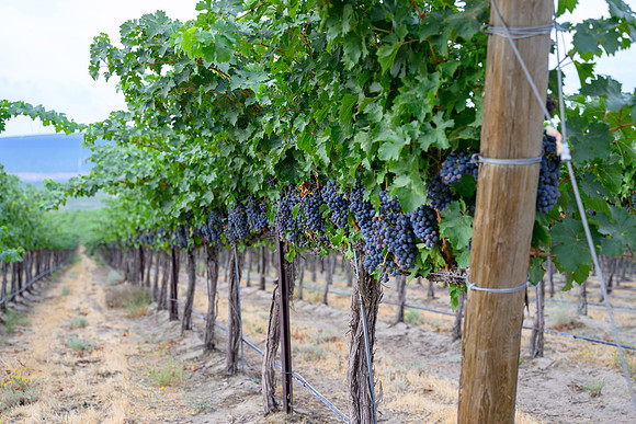 WA Wine Country 2024-07
