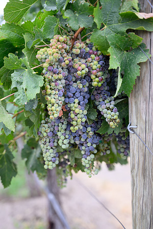 WA Wine Country 2024-13