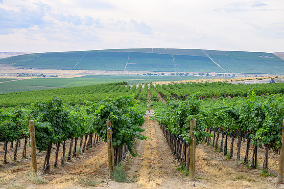WA Wine Country 2024-08