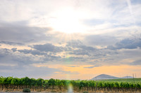 WA Wine Country 2024-04