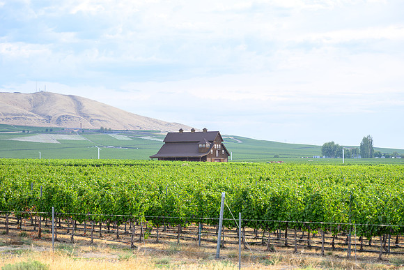 WA Wine Country 2024-01