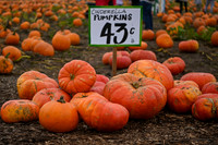 Carpinito Brothers Pumpkin Patch 10.2021