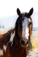 Wild Horse, Reno 09.2021
