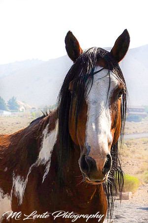 Wild Horse, Reno 09.2021