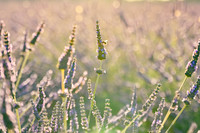 Our Legacy Fields 07-22-02